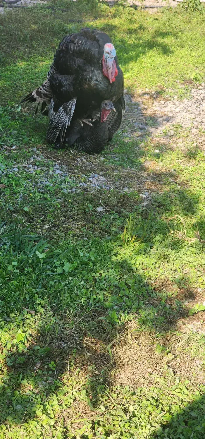 بوقلمون نر و ماده تخمگذار بالغ|حیوانات مزرعه|بابل, |دیوار