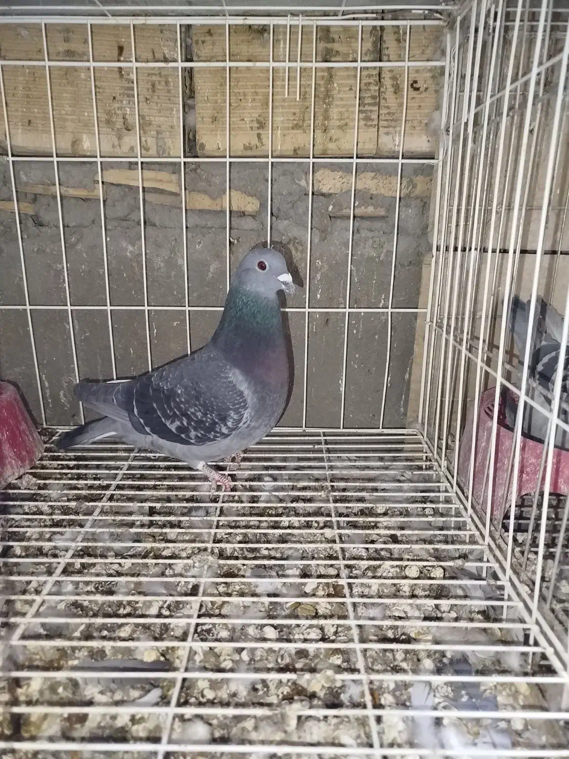 سه.عددکبوتر‌پلاکی‌مسافتی‌پدر‌مادر‌نشسته|پرنده|مسجد سلیمان, |دیوار