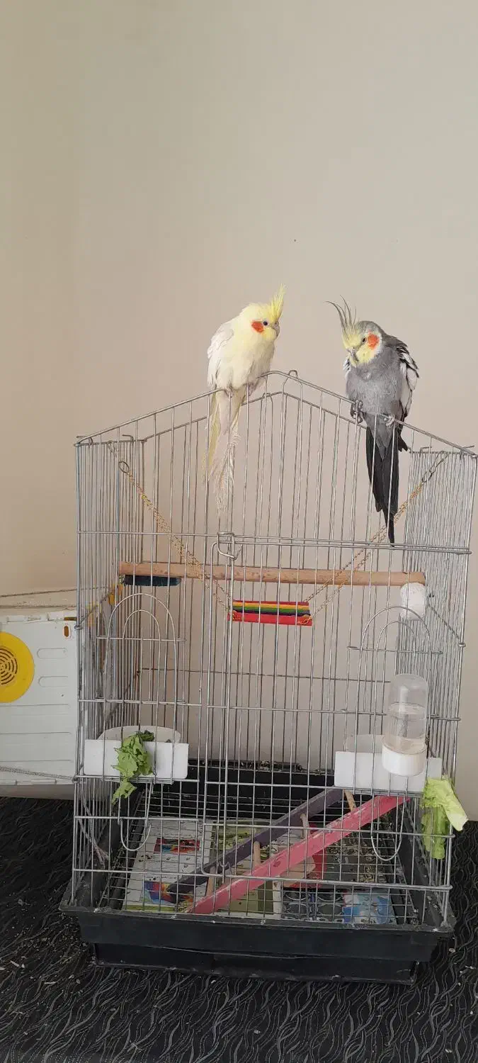 پرنده عروس هلندی|پرنده|خوی, |دیوار