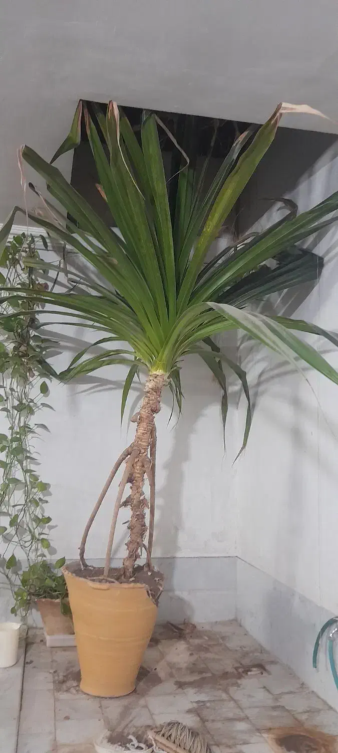 فروش گل|گل و گیاه طبیعی|یزد, |دیوار