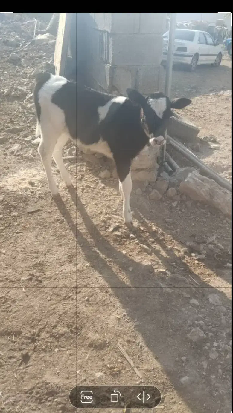 گاو گوساله ماده|حیوانات مزرعه|شیراز, کوشک بیدک|دیوار