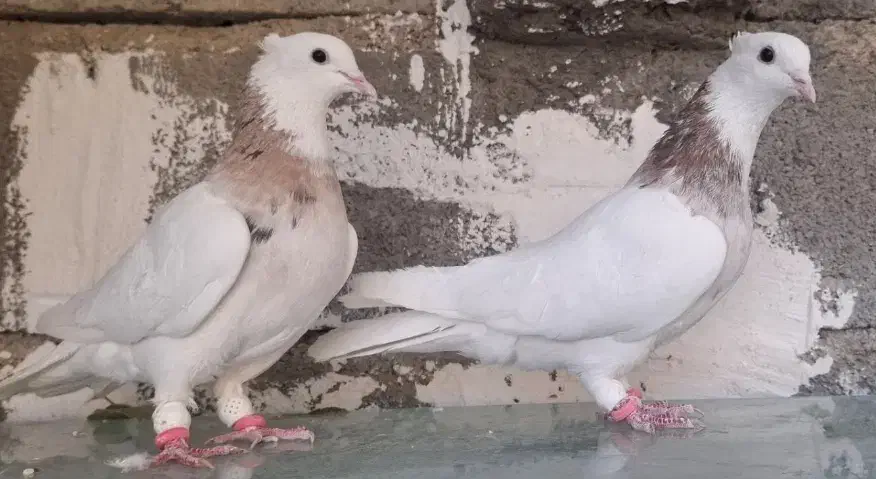 کبوتر طوقی|پرنده|اردل, |دیوار