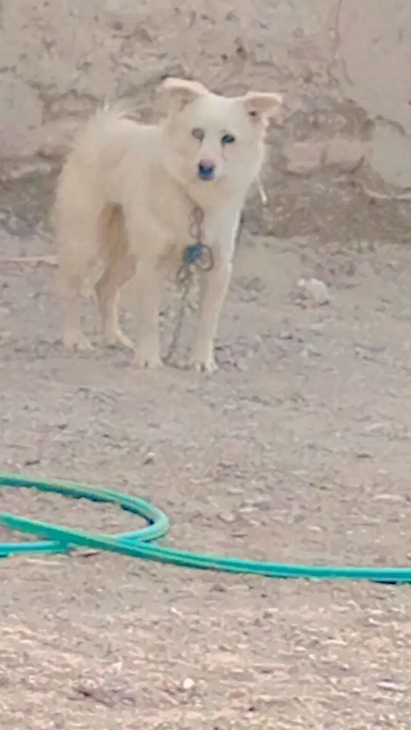 سگ پاکوتاه خیلی باهوش وزرنگ|سگ|زابل, |دیوار