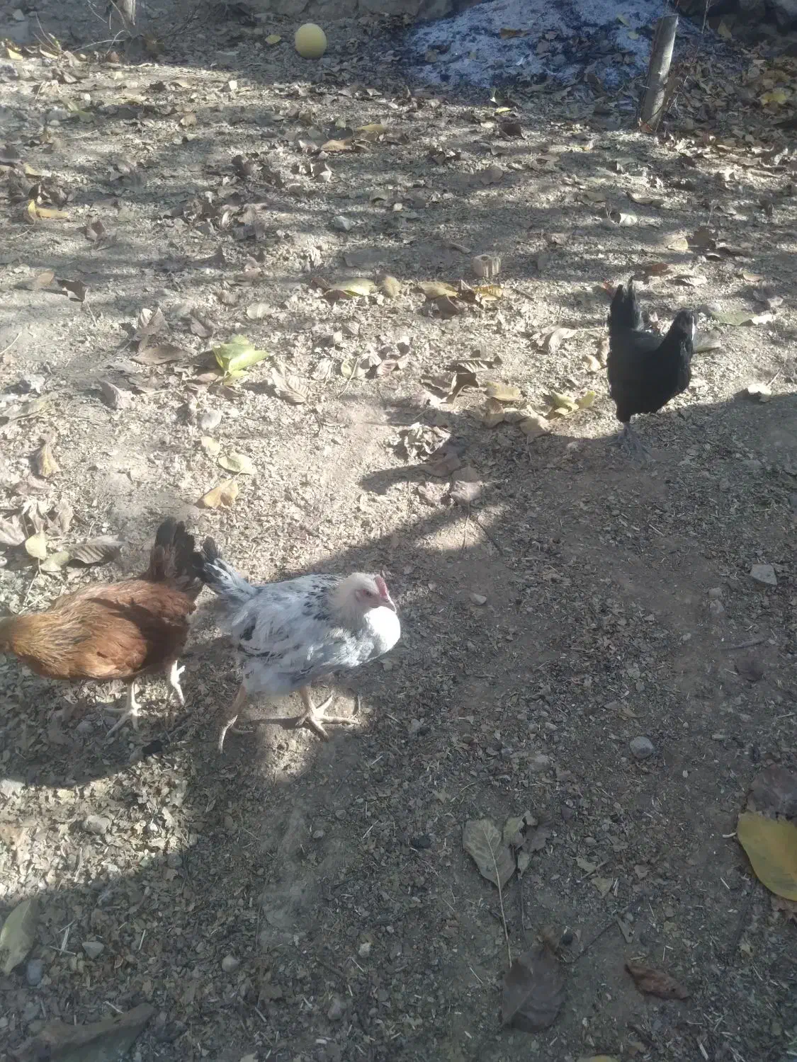 چندتا مرغ وخروس وجوجه امسال به فروش می‌رسد|حیوانات مزرعه|بلداجی, |دیوار