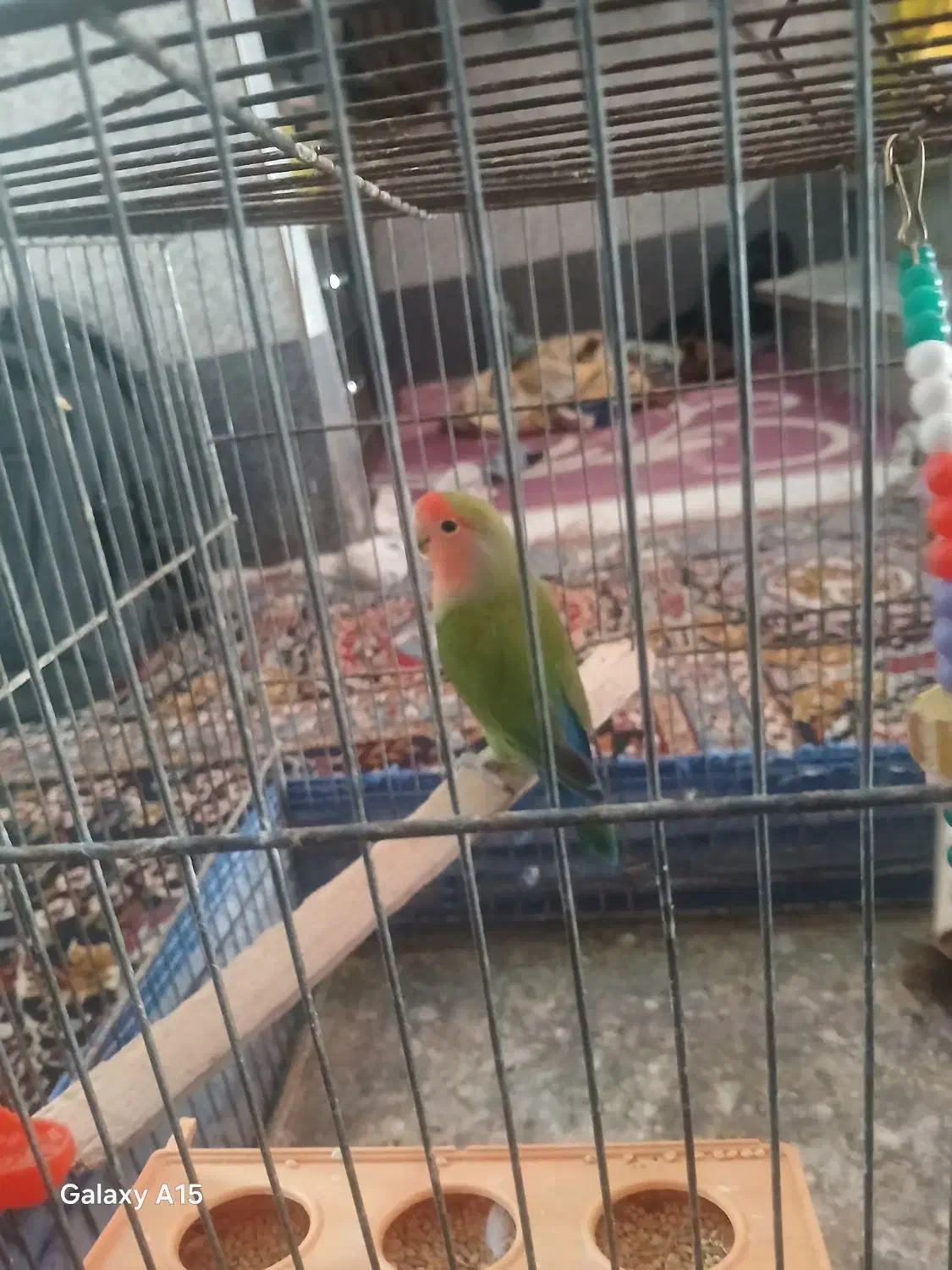 یک عدد کوتوله|حیوانات|قم, سید معصوم|دیوار