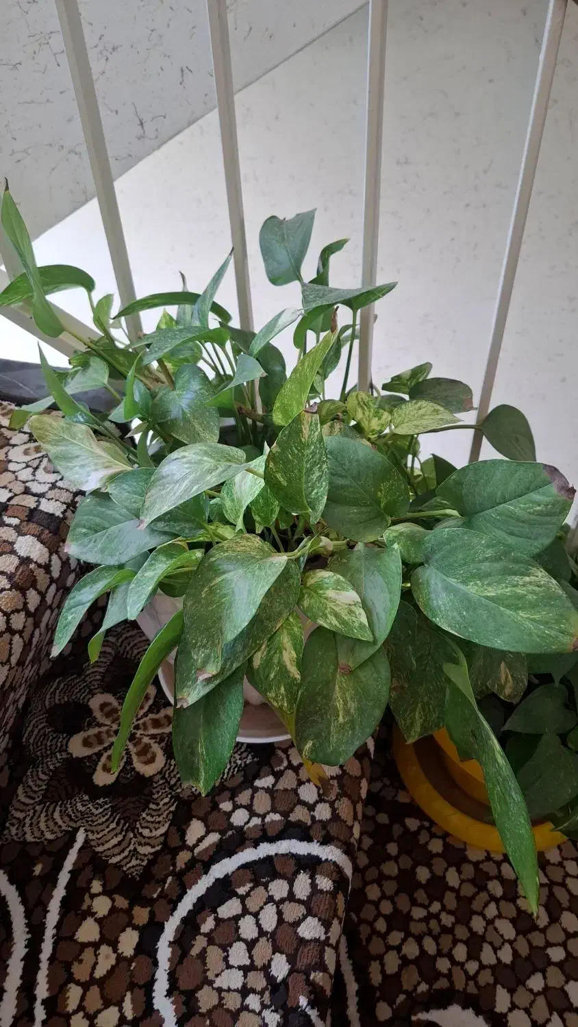 گل وگیاه آپارتمانی|گل و گیاه طبیعی|سمنان, |دیوار