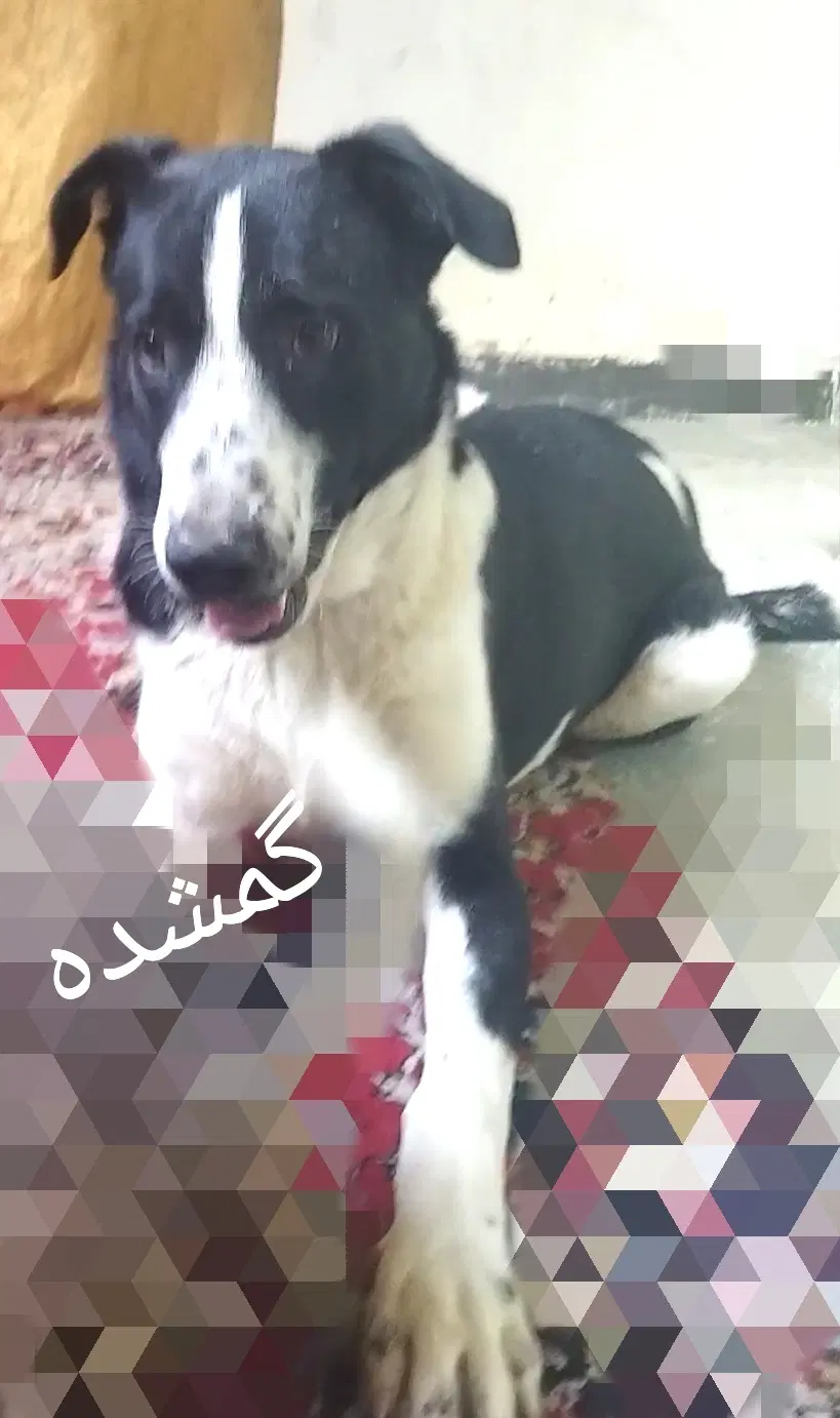 گمشده|حیوانات|دزفول, |دیوار