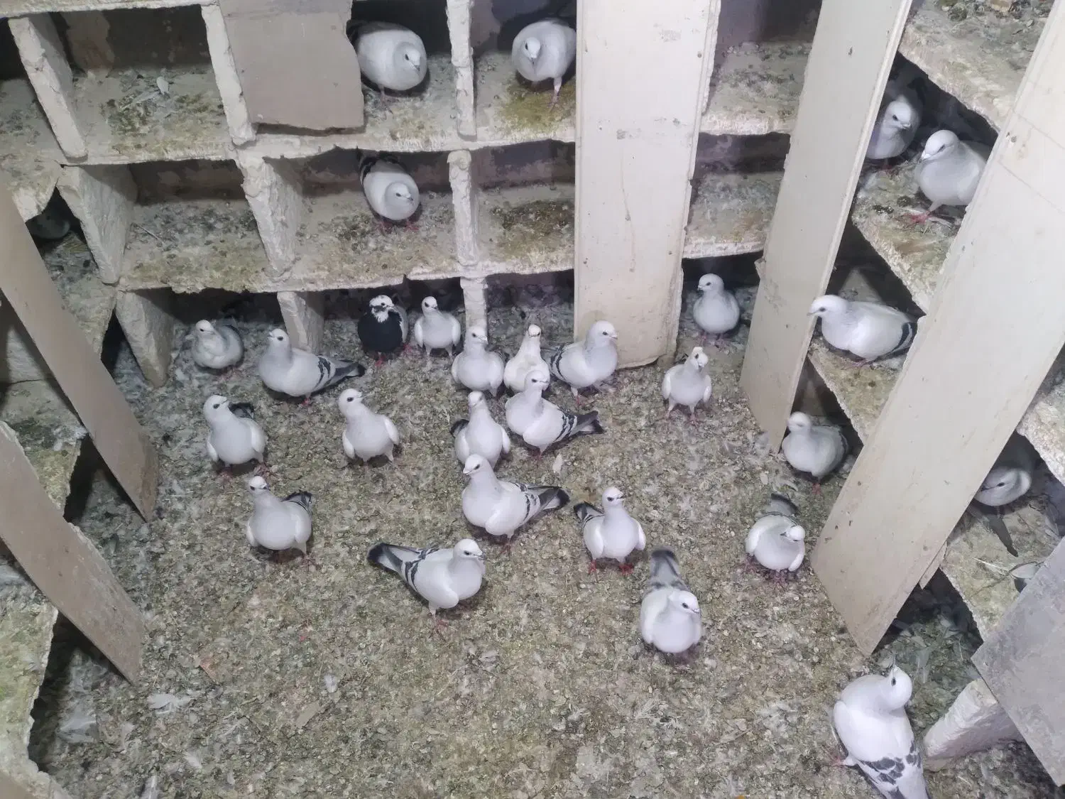 کبوتر|پرنده|ملکان, |دیوار