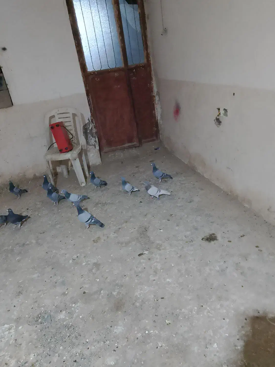 گفتر سبز ومگس|پرنده|نهبندان, |دیوار