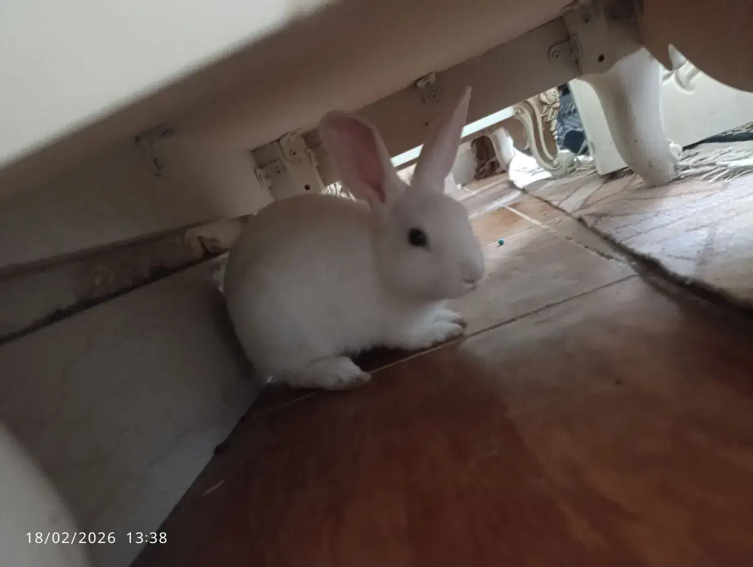 خرگوش سفید|موش و خرگوش|بندرعباس, |دیوار