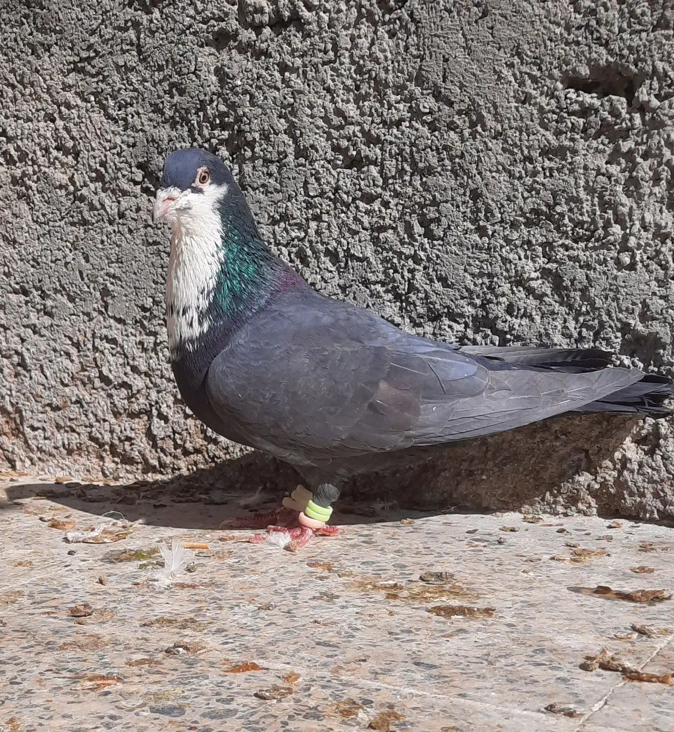 کبوتر نقش و رنگی|پرنده|فولادشهر, فولادشهر|دیوار