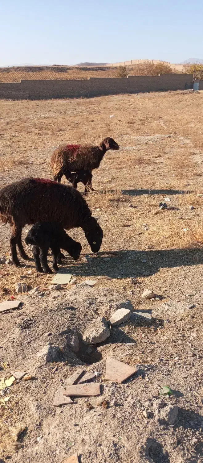 میش بره دار|حیوانات مزرعه|مشهد, ویلاشهر|دیوار