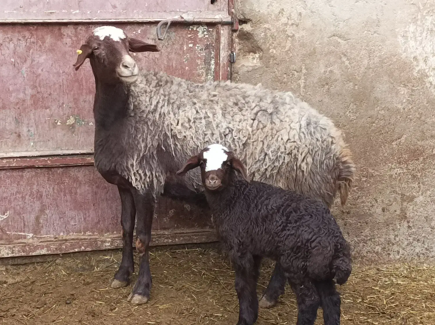 میش و بره جوان|حیوانات مزرعه|فامنین, |دیوار