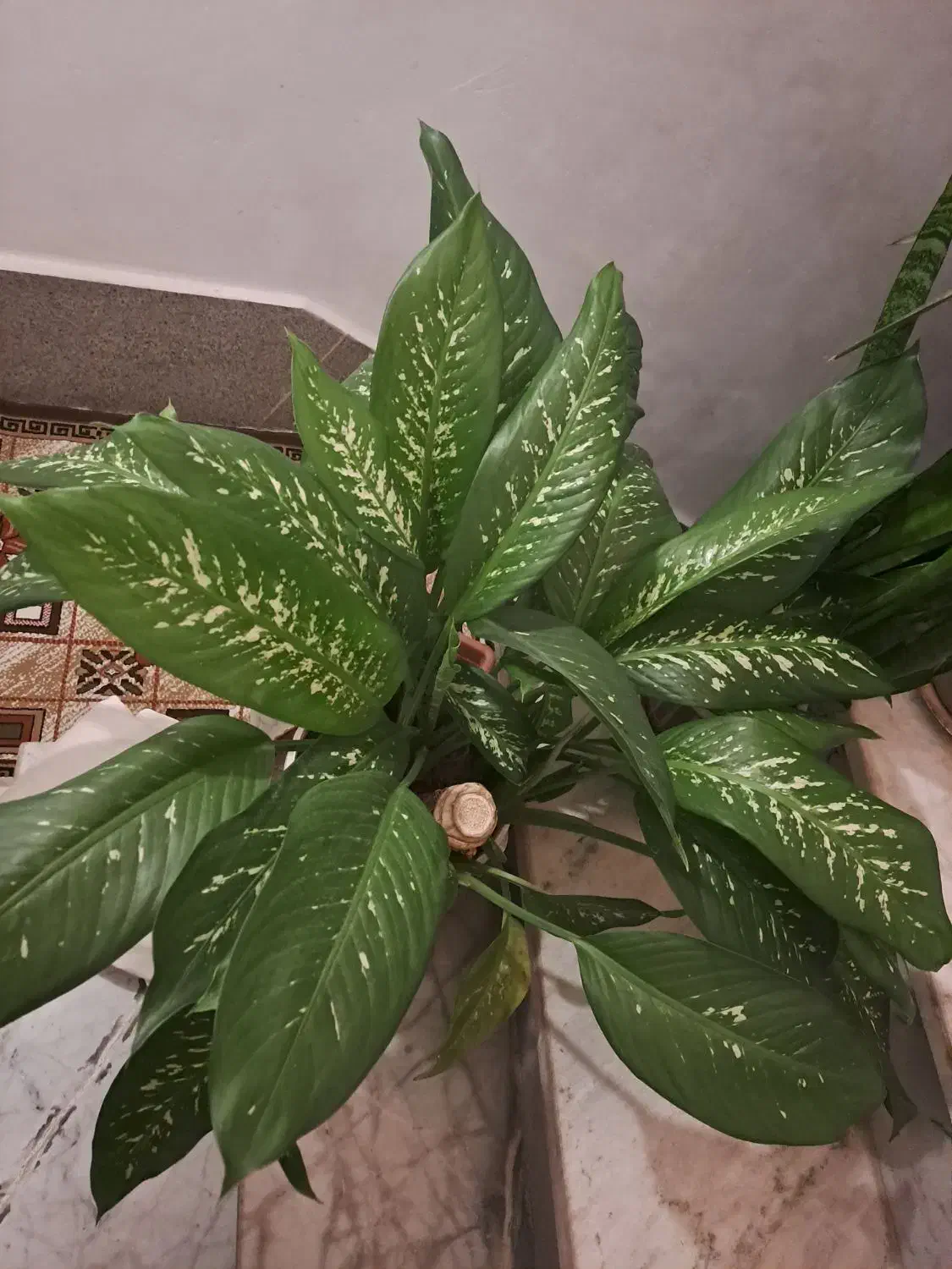 گیاه اپارتمانی|گل و گیاه طبیعی|شهریار, شهرک بهاران (ویره)|دیوار