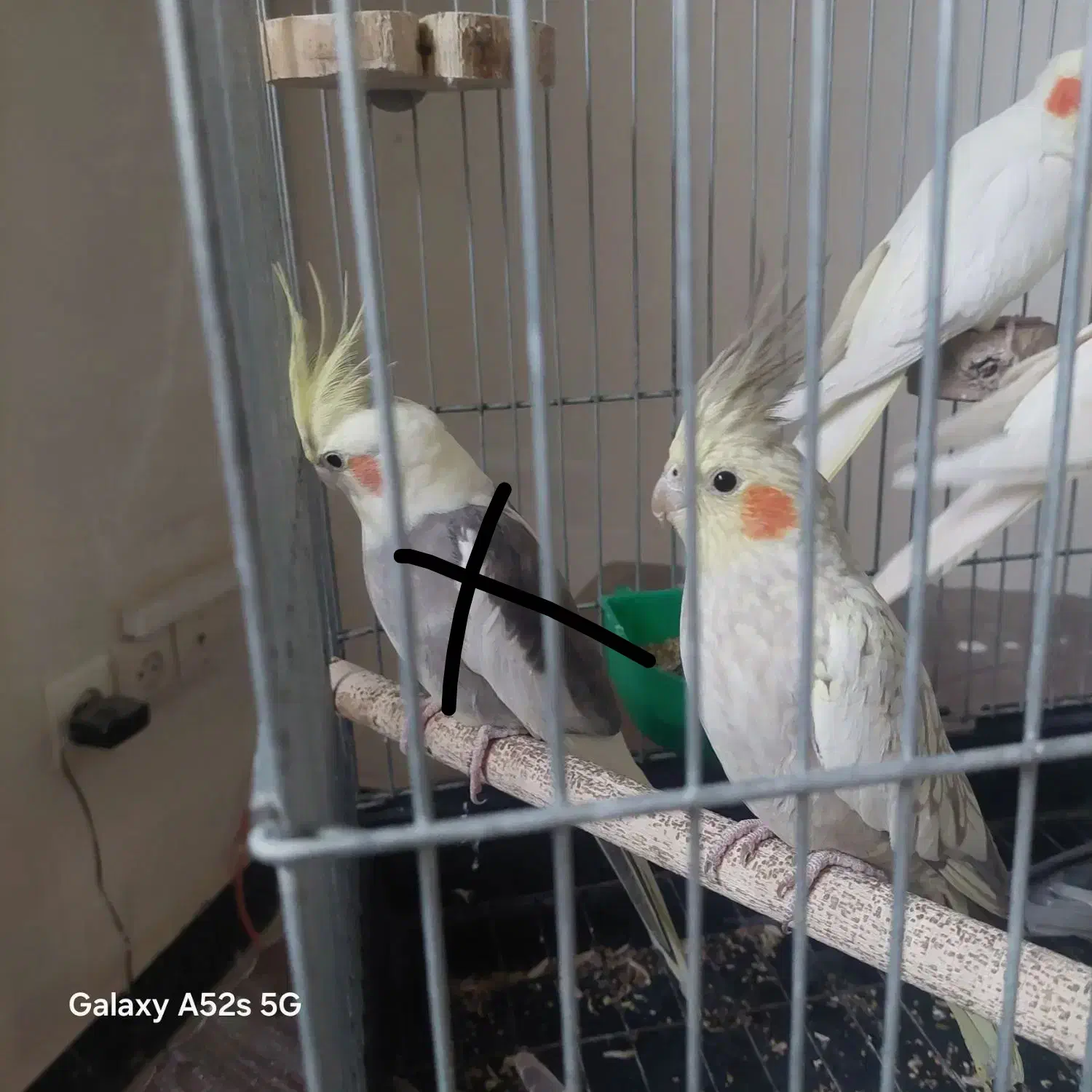 عروس هلندی|پرنده|شیراز, شیشه‌گری|دیوار