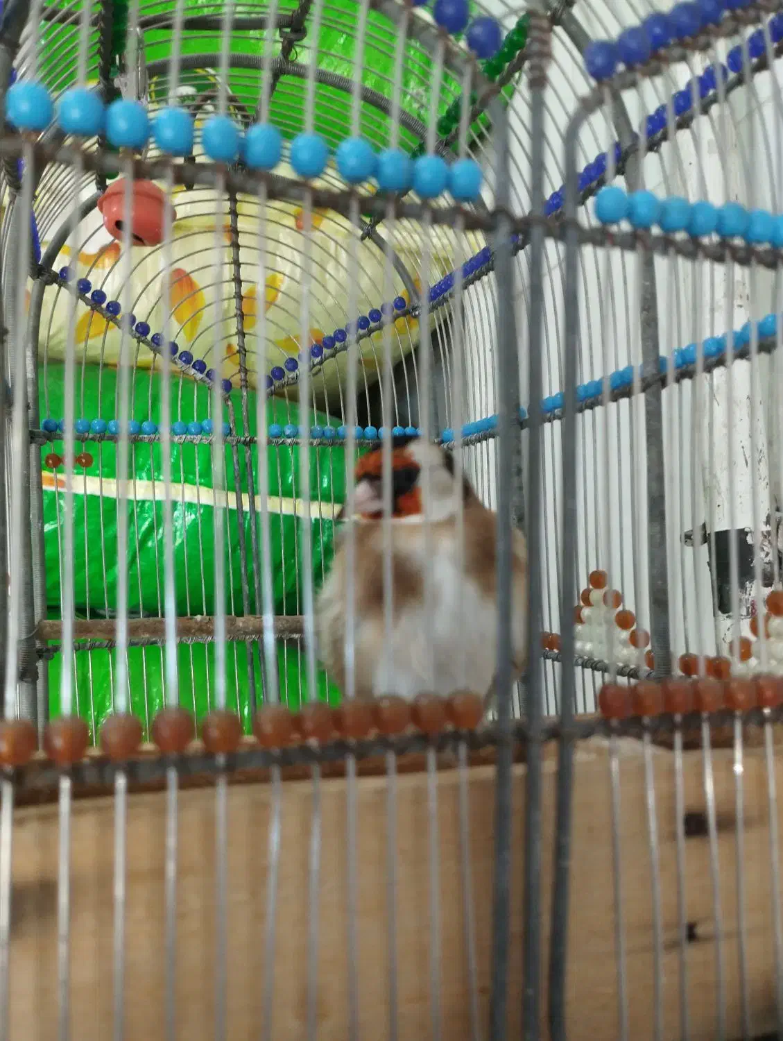 سهره|پرنده|تبریز, |دیوار