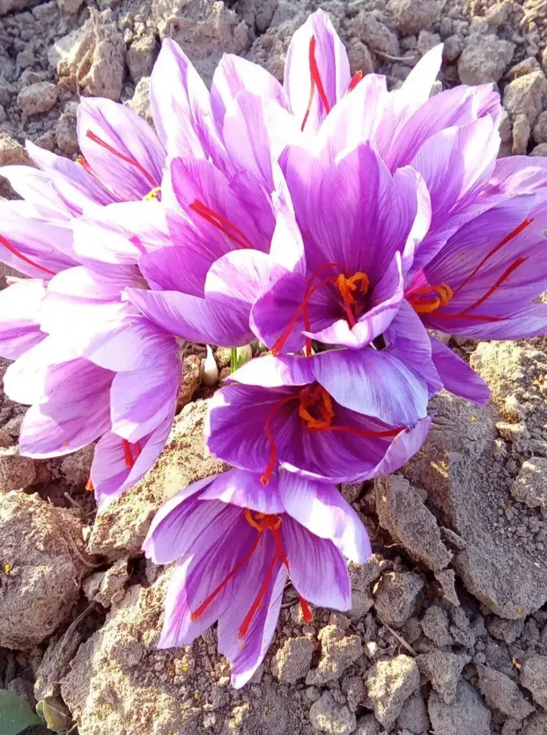 گل زعفران|گل و گیاه طبیعی|شاهرود, |دیوار