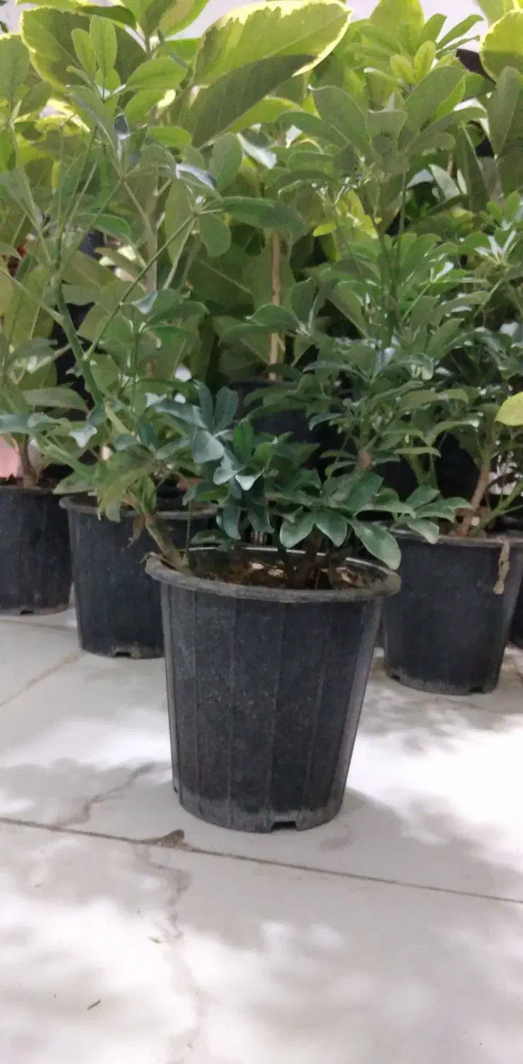 گل شفلرا|گل و گیاه طبیعی|شاهینشهر, شهرک گلدیس|دیوار