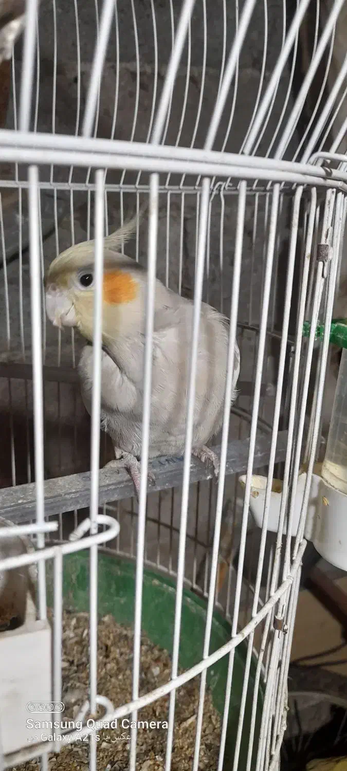 عروس هلندی|پرنده|رشت, لاکان|دیوار