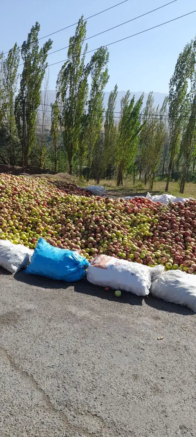 خریدار سیب ضایعات درمحل|خدمات باغبانی و درختکاری|مشگین شهر, |دیوار