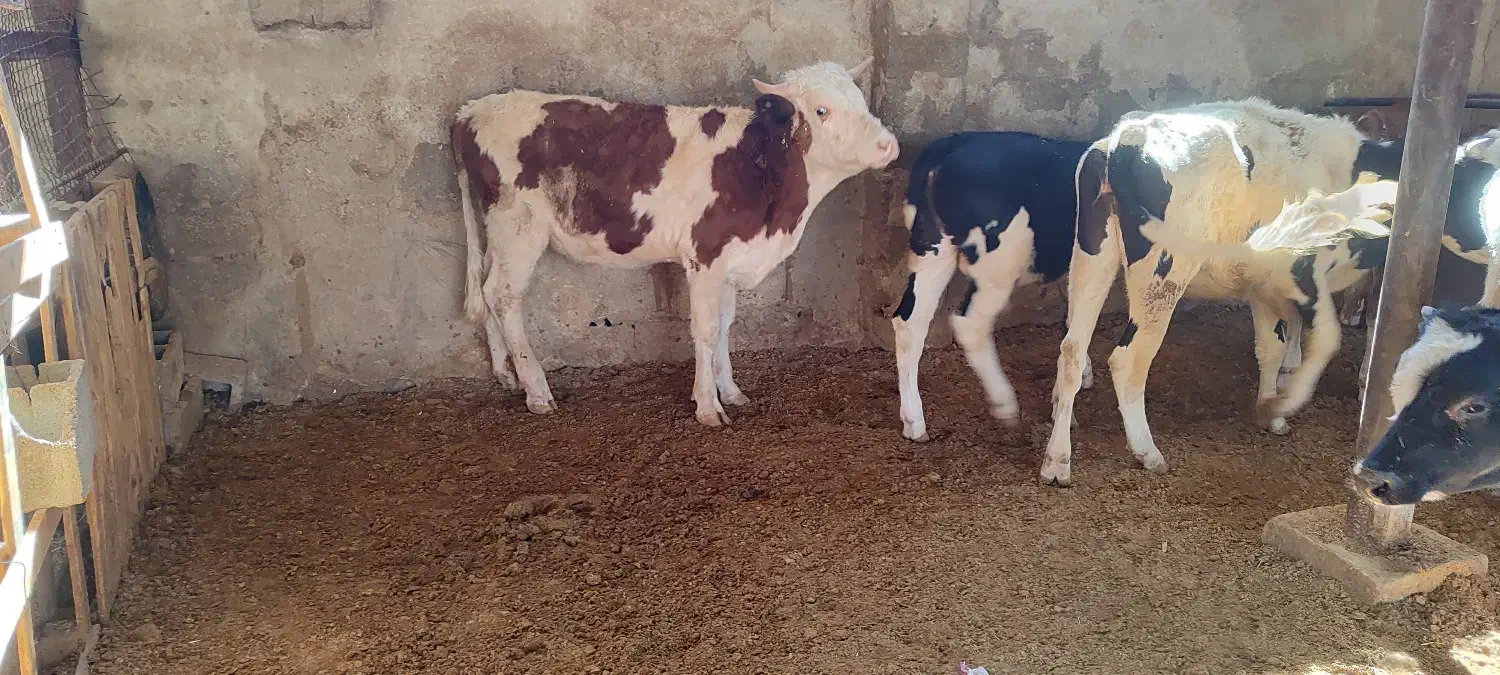 گوساله لاغر|حیوانات مزرعه|طسوج, |دیوار