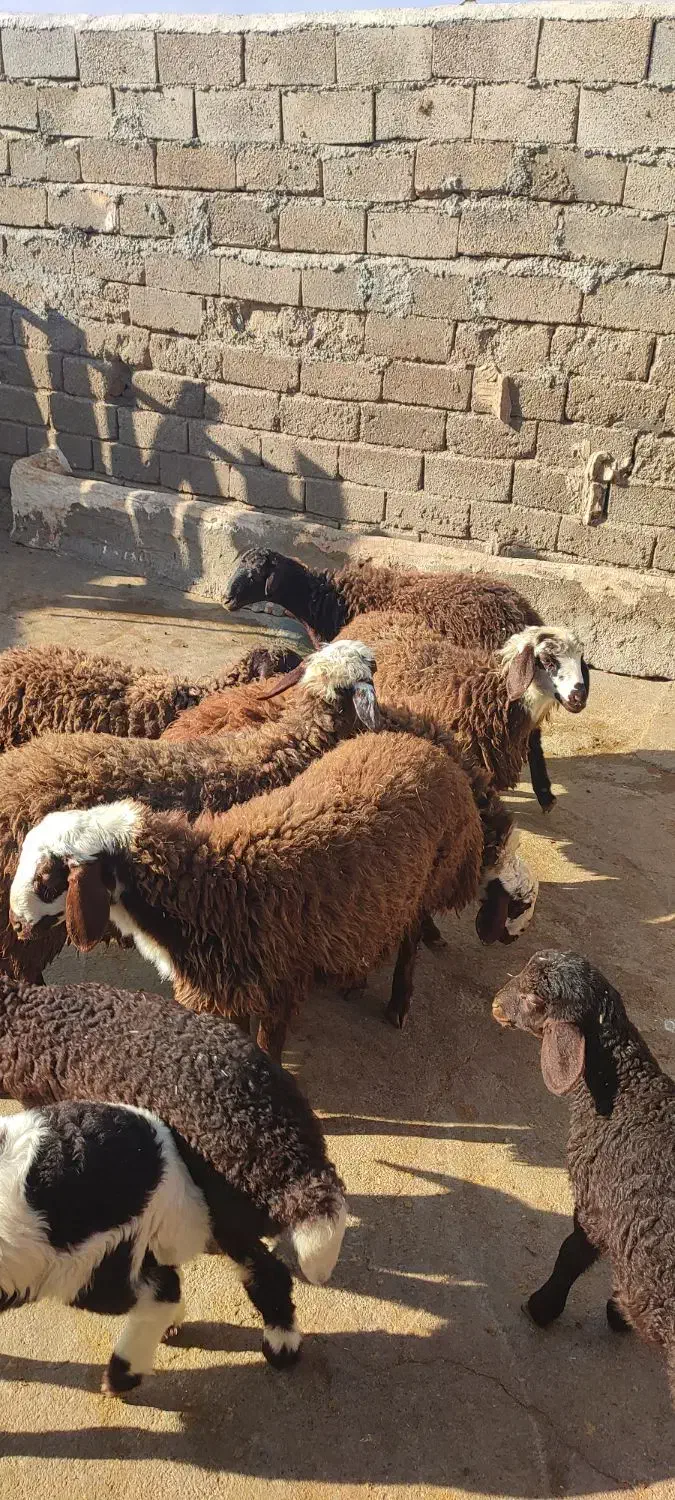 بره|حیوانات مزرعه|فیروزآباد (لرستان), |دیوار