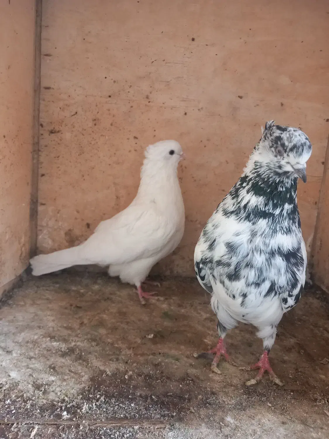 کبوتر|پرنده|شاهرود, |دیوار