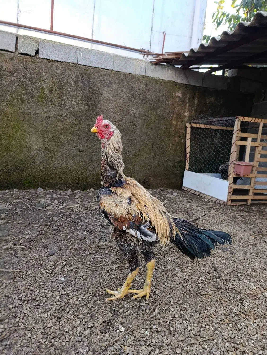 خروس لاری|حیوانات مزرعه|آستارا, |دیوار