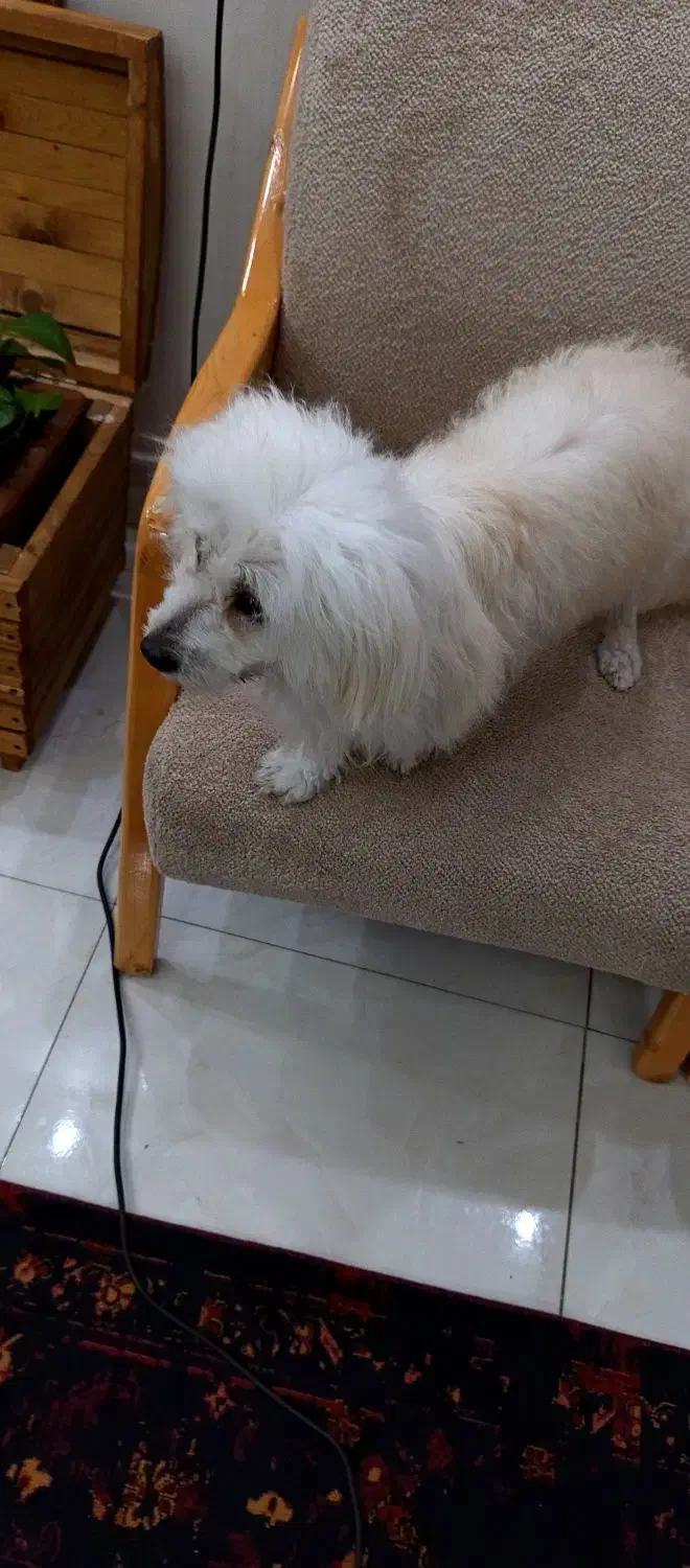 سگ شیتزو|سگ|بندر ماهشهر, |دیوار