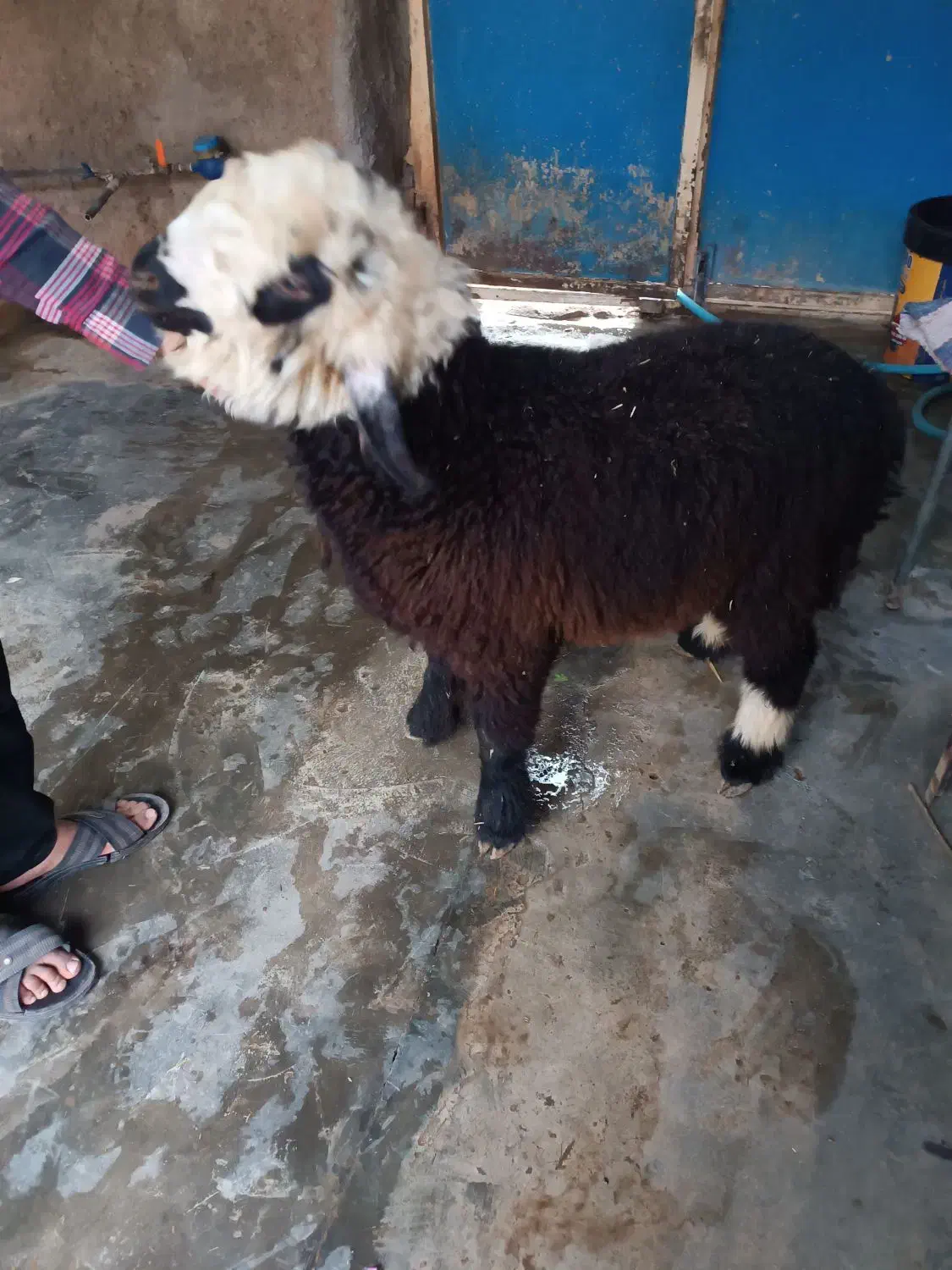 بره نر|حیوانات مزرعه|مسجد سلیمان, |دیوار