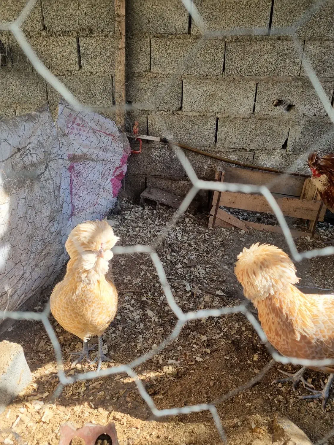 فروش مرغ و خروس ۷ ماهه پولند بوف|حیوانات مزرعه|بابل, |دیوار