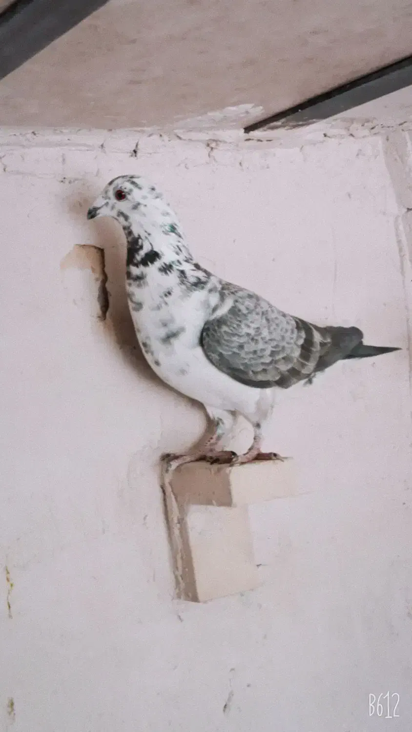 ماده بزک سینه سفید|پرنده|شیراز, شهرک ترکان|دیوار