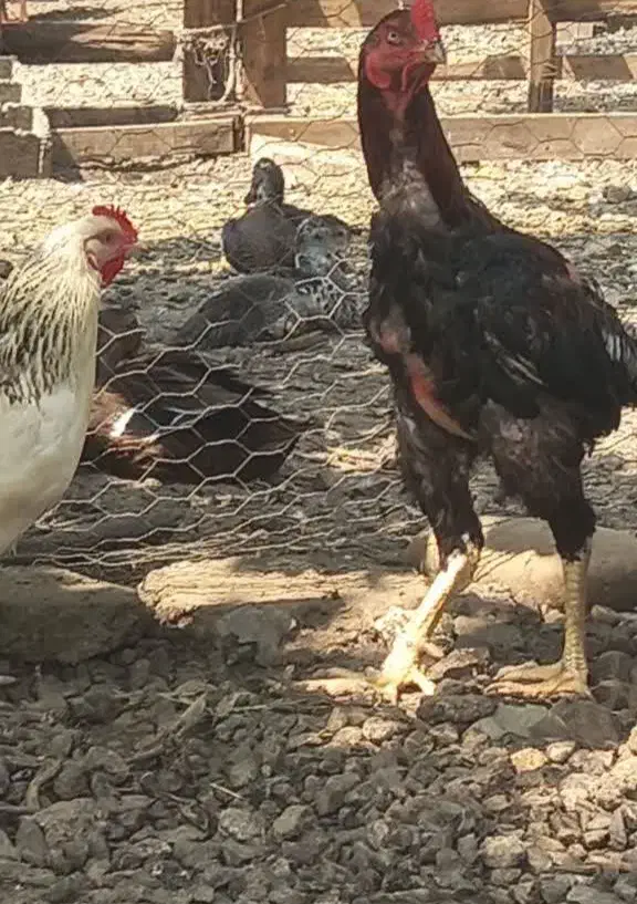 مرغ و خروس لاری|پرنده|بابکان, |دیوار