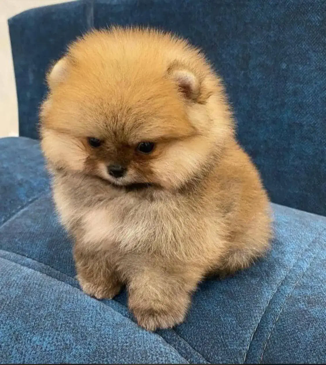 پامرانیان خرسی بو فیس|سگ|رشت, لاکانی|دیوار