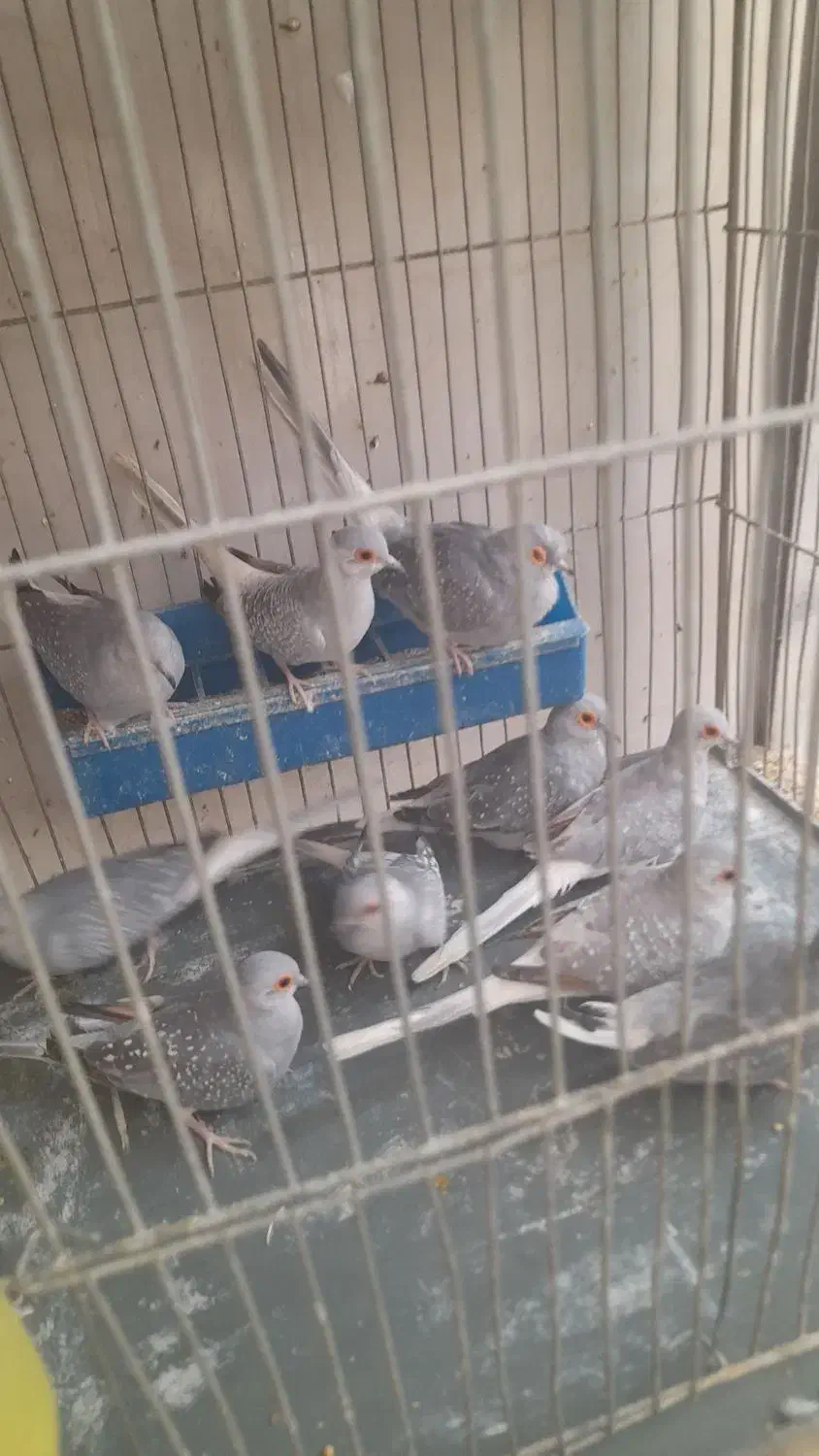 کبوتر خانگی الماسی نروماده|پرنده|فولادشهر, مسکن مهر فولادشهر|دیوار