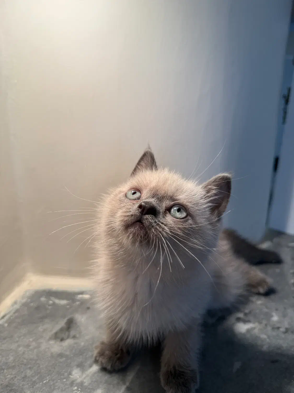 گربه بریتیش بلوپوینت چشم ابی|گربه|تهران, باغ فیض|دیوار