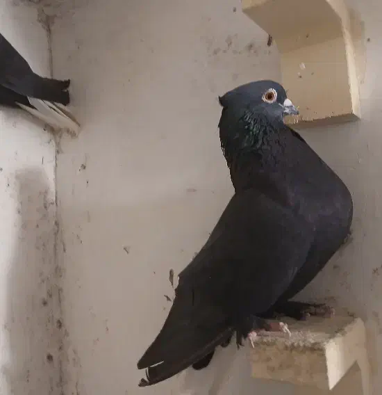 کفتر رنگی|پرنده|مرودشت, تامین اجتماعی‎|دیوار