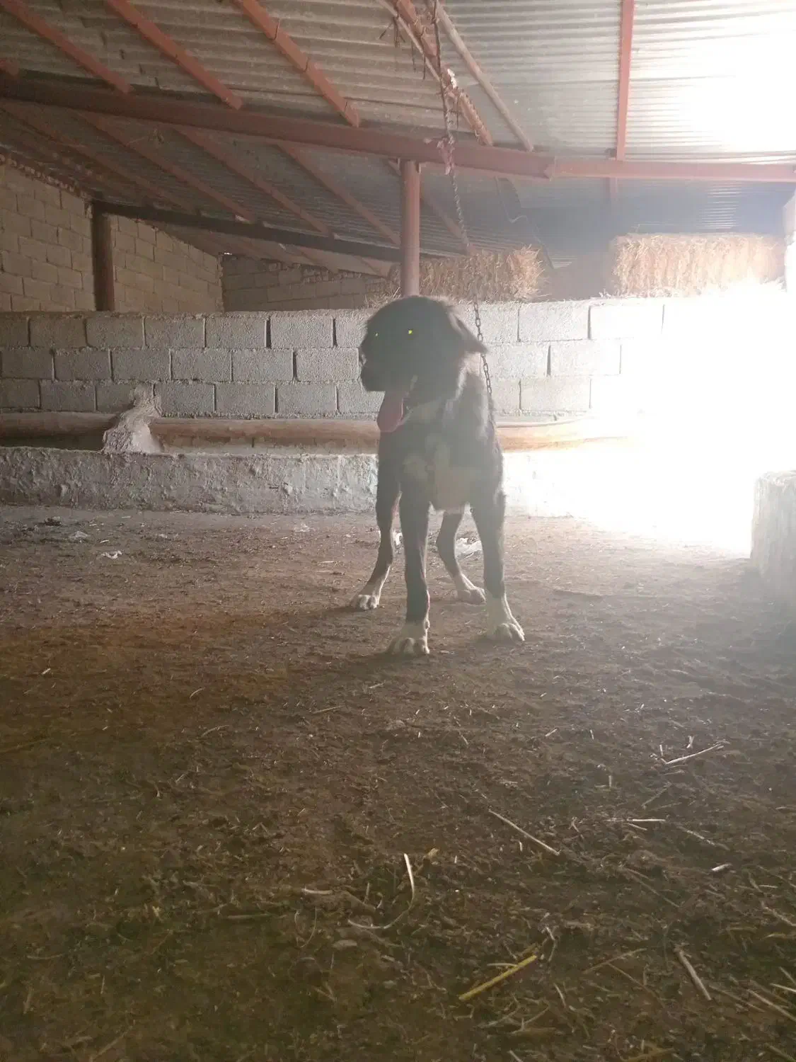 سگ سرابی|سگ|آبیک, |دیوار