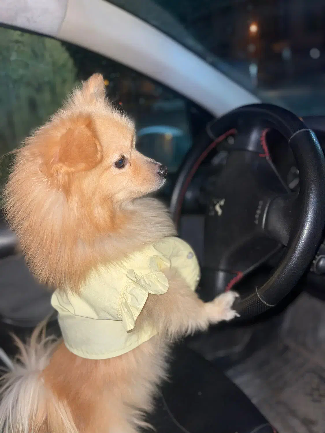 سگ پاکر|سگ|محمدیه-قزوین, |دیوار