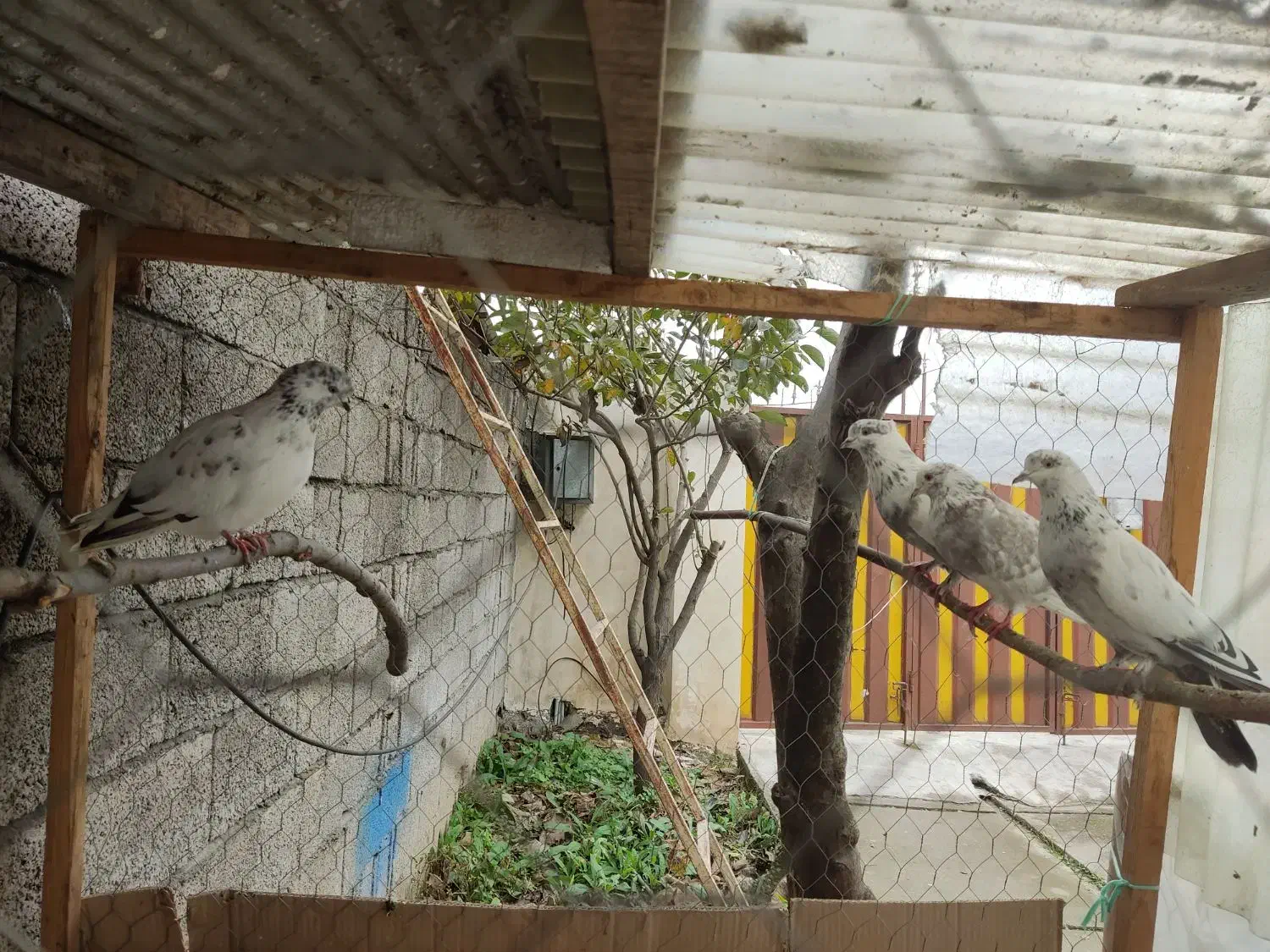 کبوتر|پرنده|خرمآباد (تنکابن), |دیوار