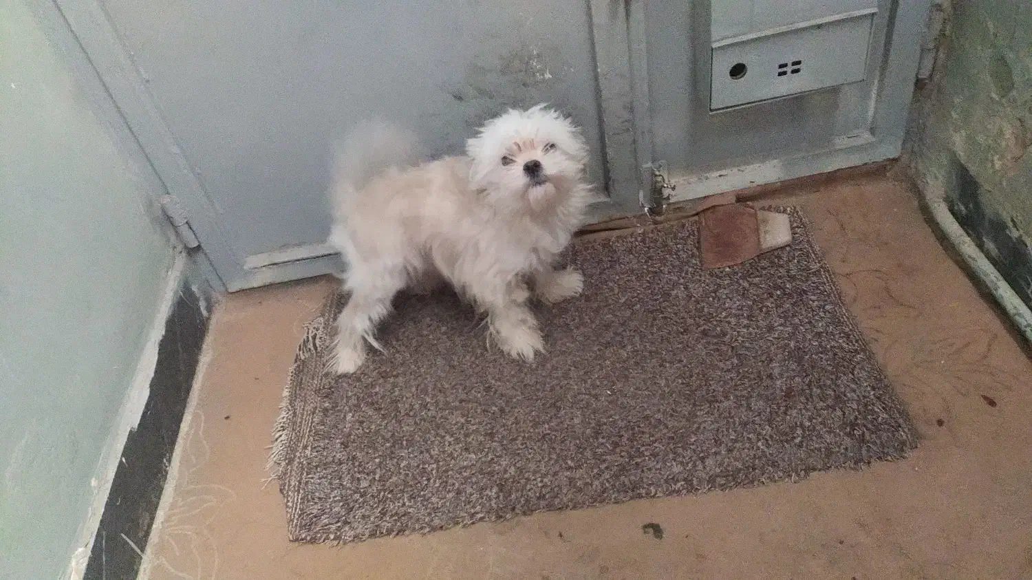 واگذاری سگ|سگ|خرم‌آباد, |دیوار