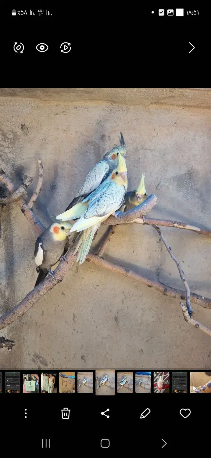 عروس هلندی|پرنده|ملکشاهی, |دیوار