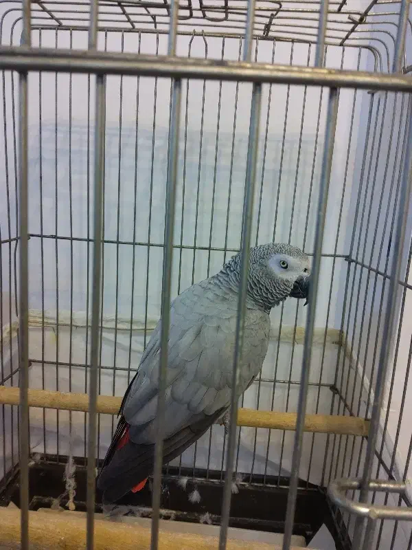 یک عدد کاسکو دم قرمز|پرنده|رشت, کوی قدس|دیوار