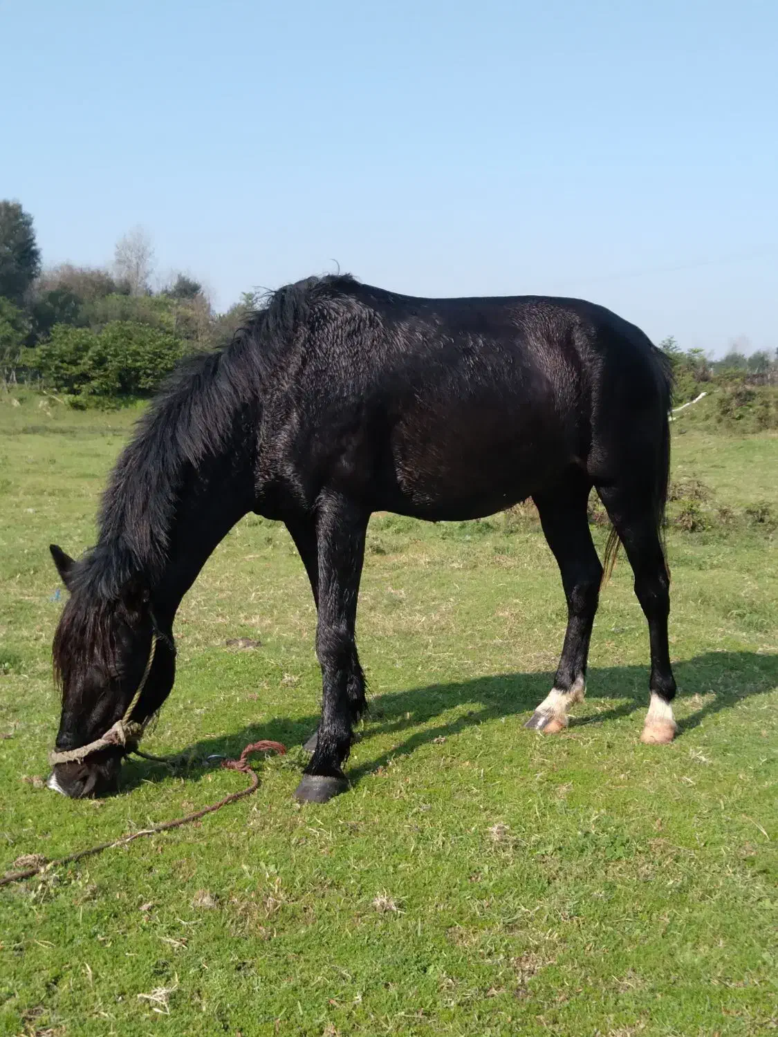 نریان سال ۸ باری سواری|اسب و تجهیزات اسبسواری|شفت, |دیوار