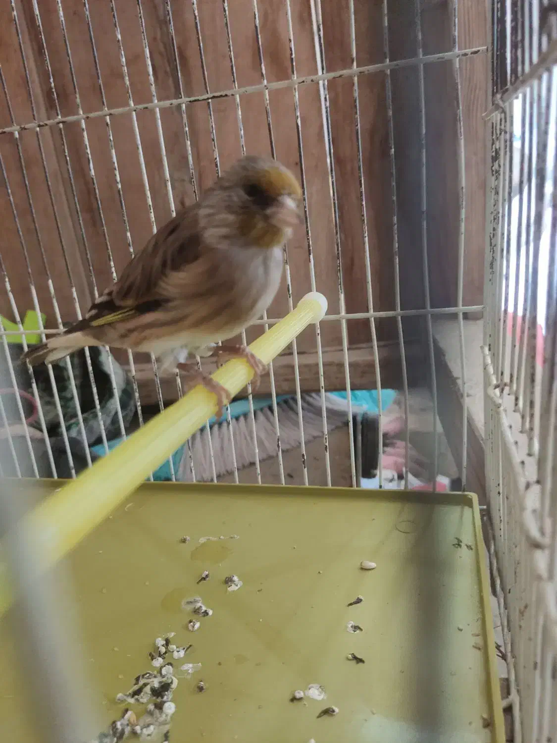 سهره قناری نر|پرنده|ملایر, |دیوار