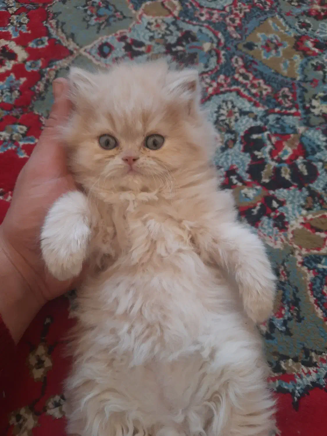 بچه گربه|گربه|کرمانشاه, |دیوار