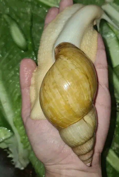 حلزون آپارتمانی خاویار حلزون تراریوم حلزون|خزنده|خمین, |دیوار