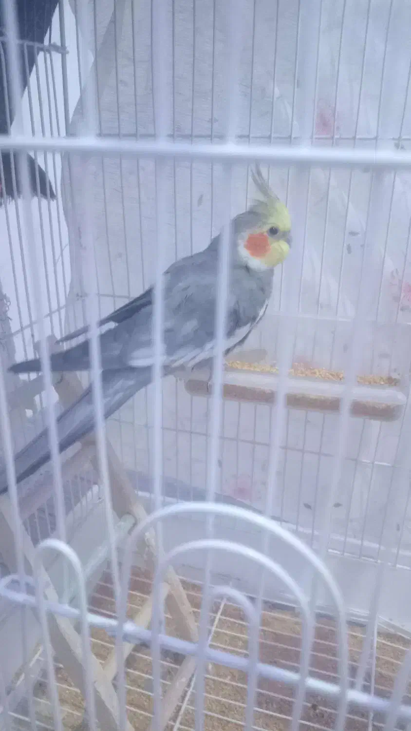 عروس هلندی نر و ماده|پرنده|گل تپه, |دیوار