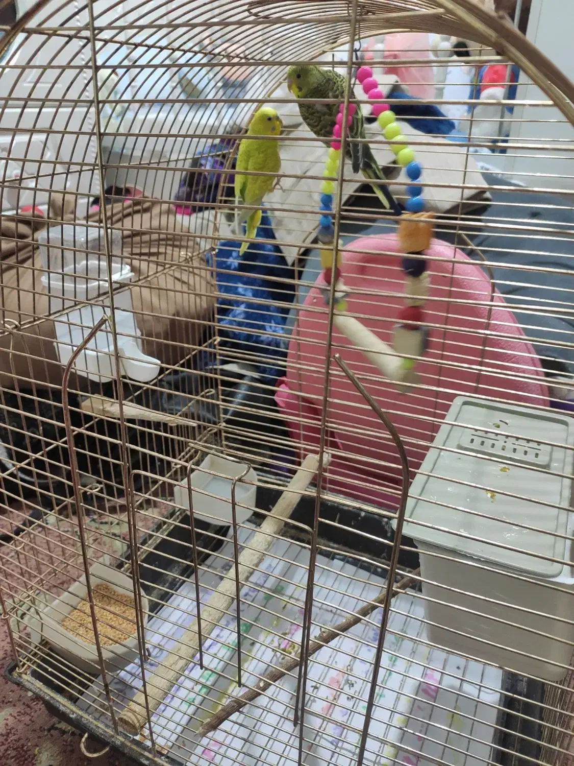 مرغ عشق جفت با قفس|پرنده|ری, دولتآباد|دیوار