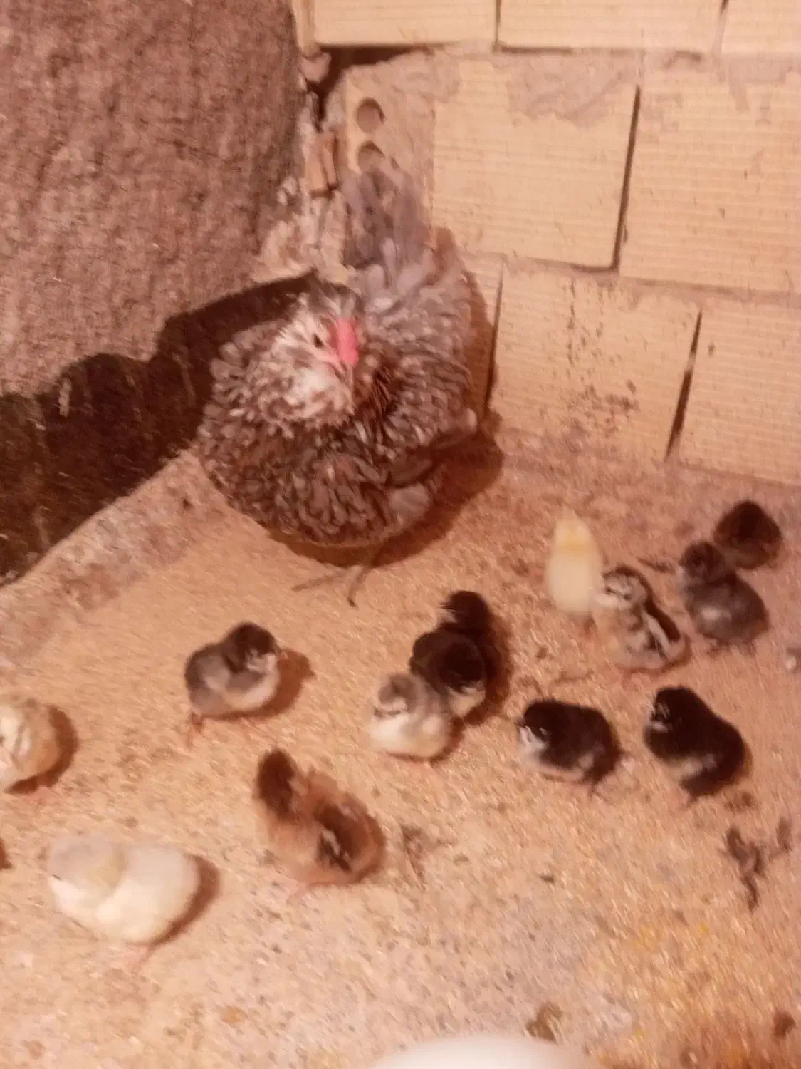 جوجه گلین اصل همراه مادر گیل|حیوانات مزرعه|فردیس, فردیس|دیوار